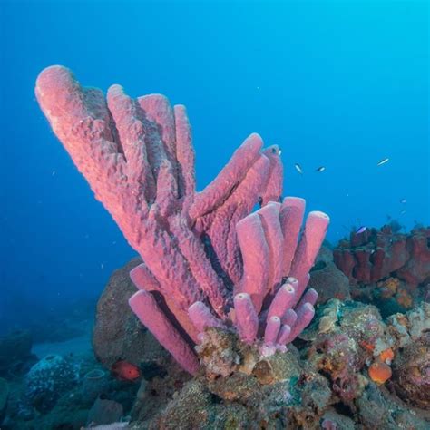 Waitt Foundation On Instagram “sponges Play A Very Important Role For Their Reef Ecosystem