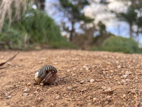 Tawny Hermit Crab From Muang Phuket TH PU TH On July 27 2023 At 06