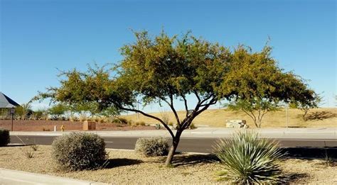 Vachellia Farnesiana Alchetron The Free Social Encyclopedia