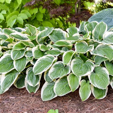 Hosta Royal Wedding Well Rooted 5 25 Pot Perennial Shade Hardy Plant