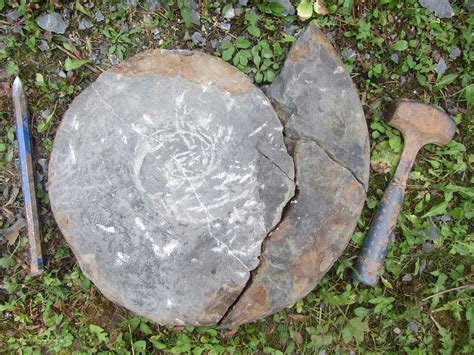 Prepping A BIG Ammonite Fossil Preparation The Fossil Forum