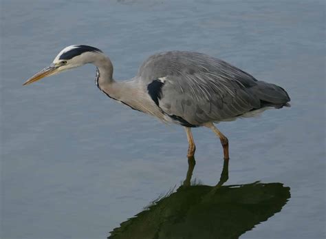 There Are 7 Types Of Herons Found In Michigan Nature Blog Network