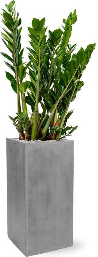 Plant In Pot Zamioculcas Zamiifolia 130 Cm Kamerplant In Fiberstone