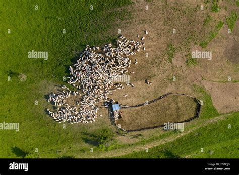 Aerial View Herd Sheep Hi Res Stock Photography And Images Alamy