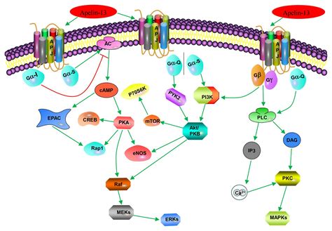 Frontiers The Role Of Apelin Apelin Receptor In Energy Metabolism And