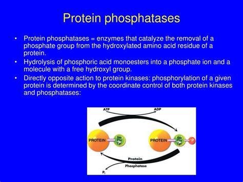 PPT - Protein phosphatases PowerPoint Presentation, free download - ID:6737020