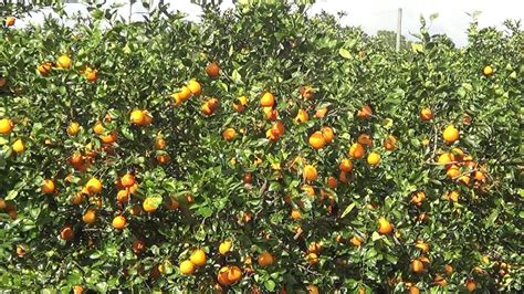 Orange Grove In Florida Real Usa Ep 28 Youtube