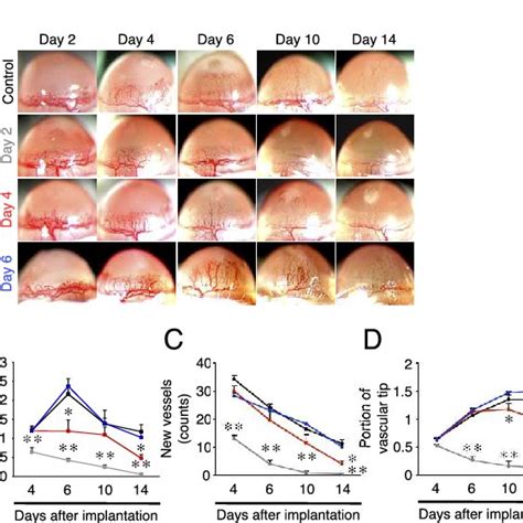 Time Dependent Efficacy Of Bevacizumab On Inflammatory Angiogenesis