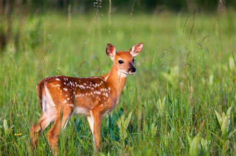 Fawn Art