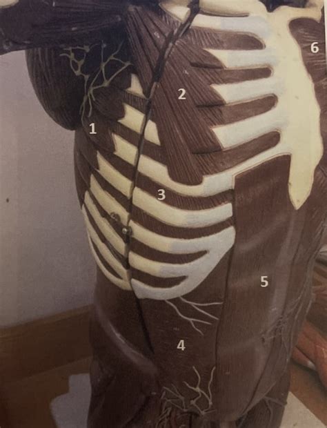 Abdomen Diagram Quizlet
