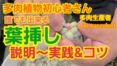 【多肉植物】【ガーデニング】多肉植物初心者🔰さん‼️簡単に誰でも出来る‼️葉挿し‼️説明～実践andコツ2022年3月13日 Youtube