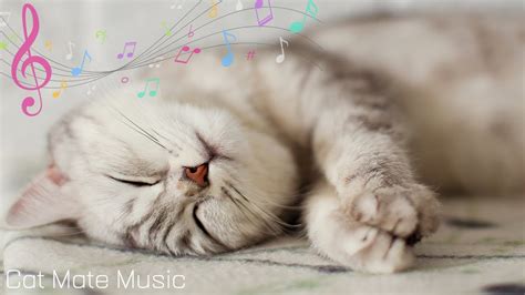 Healing Music For Cats Soothing Piano Music To Relax Anxious Cats