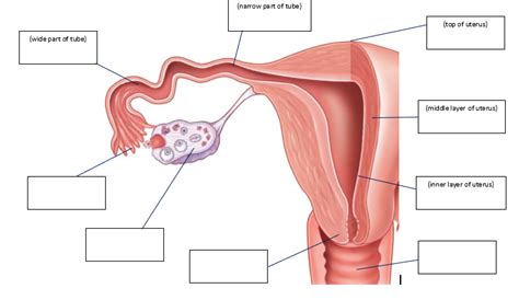 Diagram Of Female Reproductive Tract Quizlet