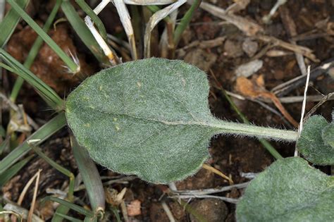 Vascular Plants Of The Gila Wilderness Eriogonum Abertianum