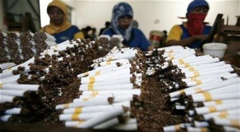 Bea Cukai Ajak Masyarakat Kenali Rokok Ilegal Begini Ciri Cirinya