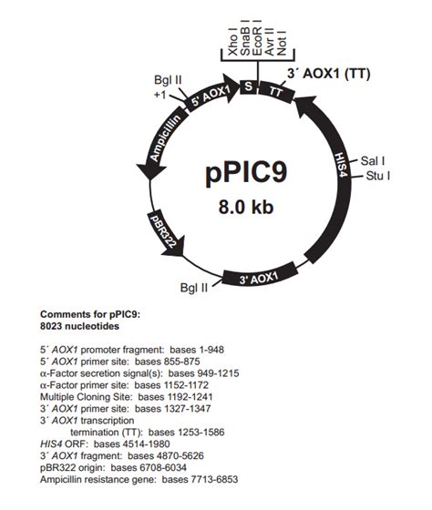 Ppic9载体质粒图谱 优宝生物