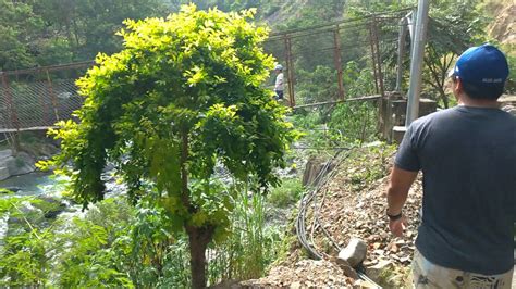 hydro  camp  kennong road tuba benguet youtube