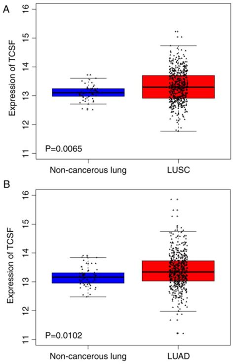 Mir A P Targets Tcsf And Influences Cell Growth And Apoptosis To