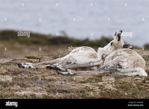 Canadian Woodland Caribou Newfoundland Canada Stock Photo Alamy