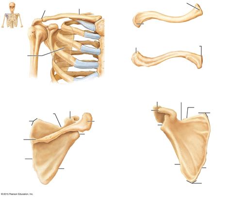 Shoulder Girdle Diagram Quizlet