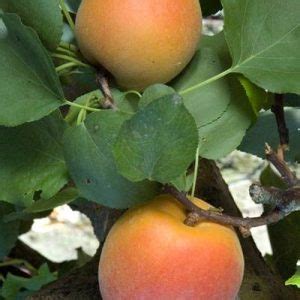 Autumn Royal Apricot Year Old Ft Tall Bob Well Nursery