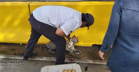 Miambiente Pide A Conductores Respetar L Mites De Velocidad En Rea