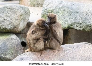 Japanese Macaque Grooming Behavior Stock Photo 708995638 | Shutterstock