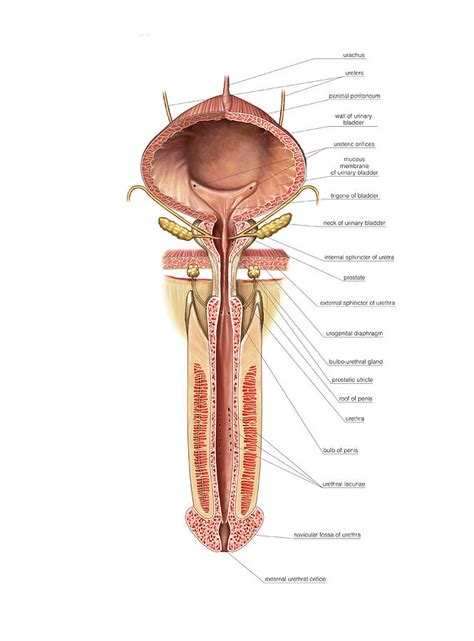 Male Urinary Bladder Anatomy