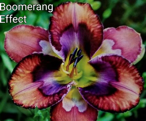 BOOMERANG EFFECT | Day lilies, Daylilies, Petal pushers