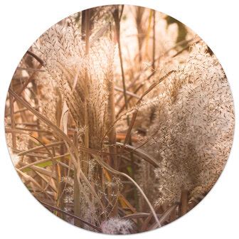 Zoedt Muurcirkel Foto Riet 20 Cm Zwartwitshop