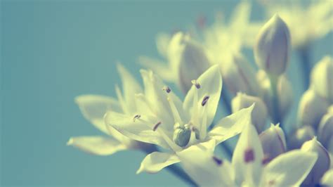 Wallpaper Sunlight Flowers Nature Plants Blue Background Branch