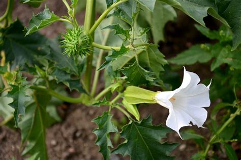 Datura Stramonium une plante très toxique dont il faut se débarrasser