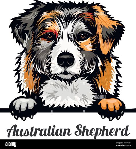 Australian Shepherd Dog Portrait Stock Vector Images Alamy