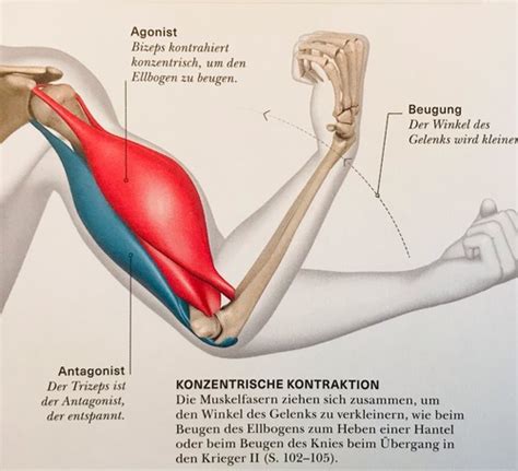 Anatomie Muskulatur Allgemein Karteikarten Quizlet