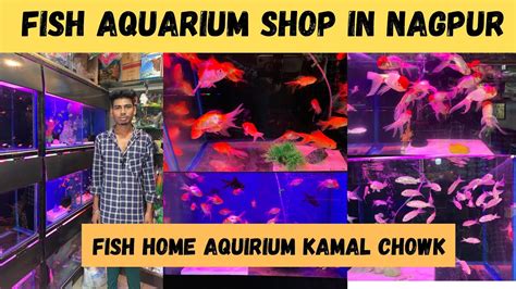 Fish Aquarium Shop In Kamal Chowk Nagpur Fish Home Aquirium All