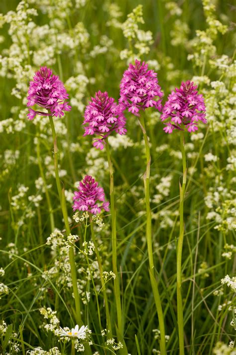 A Simple Guide To The Wildflowers Of Britain Country Life