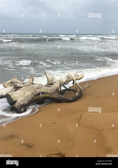 Tree Trunk Washed Up On The Beach In Sri Lanka Stock Photo Alamy