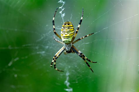 Garden Spiders In England Fasci Garden