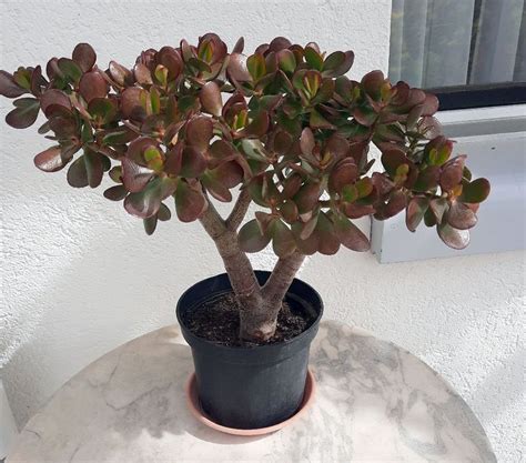 Dekorativer Geldbaum Crassula Ovata 50 Cm Hoch Kaufen Auf Ricardo