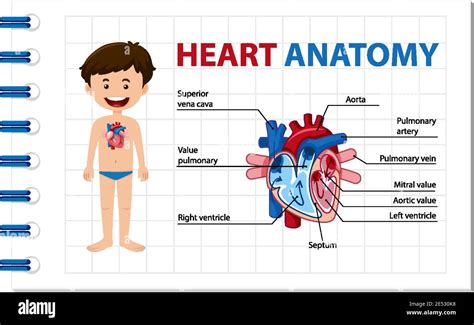 The Human Heart Labeled For Kids