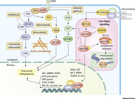 Yap Taz Signaling And Resistance To Cancer Therapy Trends In Cancer