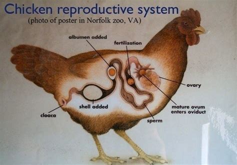 Gamete Production And Fertilization Jonathans Classroom