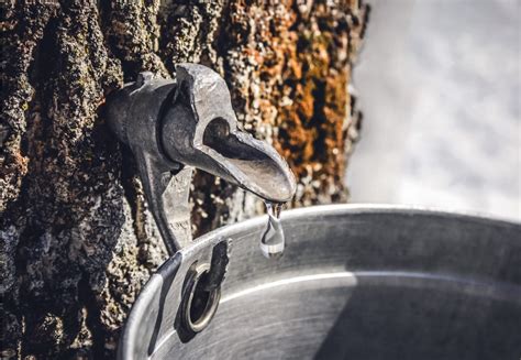 Découvrir les bienfaits et les vertus du sirop d érable