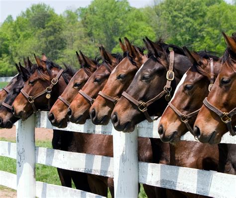 Kentucky’s Role in the Thoroughbred Industry: Examine Why Kentucky Is ...