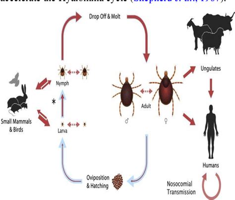 Figure 2 From Recent Outbreaks Of Crimeancongo Hemorrhagic Fever CCHF