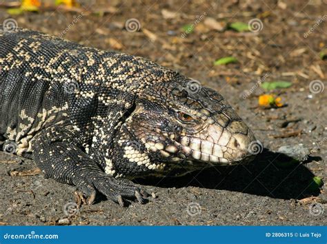 Tegu Lizard Stock Image Image Of Animal Argentina Wildlife 2806315