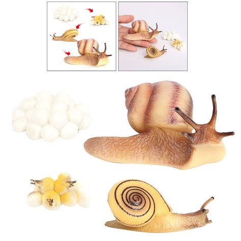 Realistic Growth Cycle Toys Nature Life Cycle Anim... – Vicedeal
