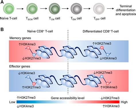 Frontiers The Interplay Between Epigenetic Regulation And Cd8 T Cell