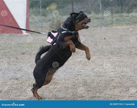 Aggressive rottweiler stock photo. Image of nature, danger - 35291154