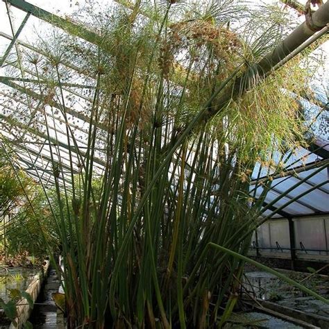 Papyrus Tropical Bog Plants